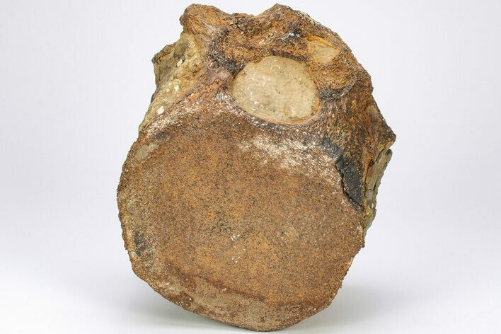 Sauropod Dinosaur (Duriatitan) Vertebra - England #206419